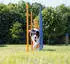 Trixie Agility Slalom 12 Stangen 115x3cm