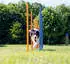 Trixie Agility Slalom 12 Stangen 115x3cm