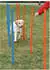 Trixie Agility Slalom 12 Stangen 115x3cm
