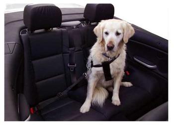 Maxi Pet Autosicherheitsgurt (50 - 70 cm)
