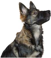 Kerbl 82145, Kerbl Maulkorb (M, Hund) (82145) Schwarz