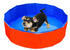 Heim Swimminpool Outdoor Dog