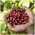Melitta BellaCrema Cafe Espresso Bohnen (1 kg)