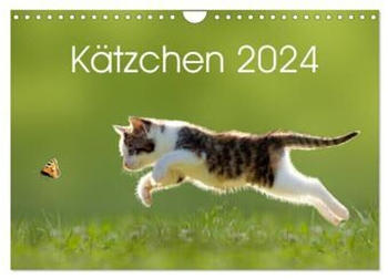 Calvendo Kätzchen 2024 A4 Quer