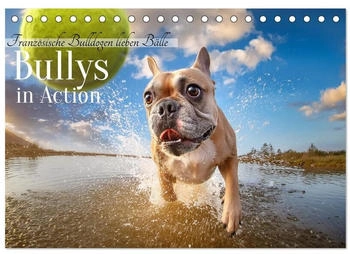 Calvendo Bullys in Action - Französische Bulldoggen lieben Bälle 2026 (DIN A5)