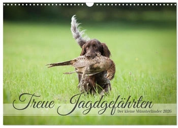 Calvendo Treue Jagdgefährten Der kleine Münsterländer 2026 (DIN A3)