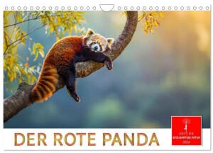 Calvendo Der Rote Panda 2026 (DIN A4)