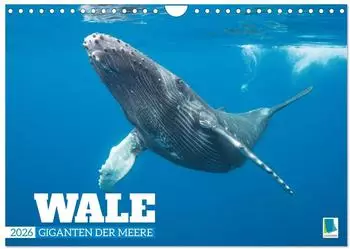 Calvendo Wale: Giganten der Meere (Wandkalender 2026 DIN A4 quer)