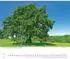 DuMont Heimische Bäume 2027 Wandkalender 60x50cm, Naturfotografie