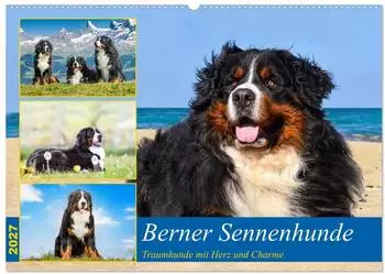 Calvendo Wandkalender 2027 "Berner Sennenhunde - Traumhunde mit Charme" DIN A2 quer