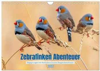 Calvendo Zebrafinken Abenteuer Wandkalender 2027 DIN A4 quer