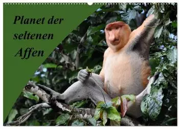 Calvendo Planet der seltenen Affen Wandkalender 2026, DIN A2 quer