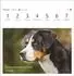 Harenberg Hunde Premium-Postkartenkalender 2027 