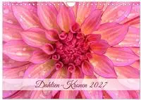 Dahlien-Kronen (Wandkalender 2027 DIN A4 quer), CALVENDO Monatskalender