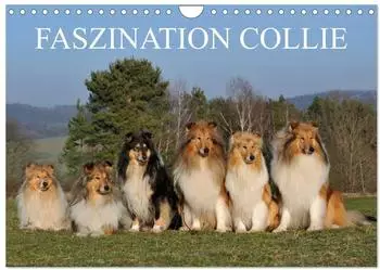 Calvendo Faszination Collie 2027 Wandkalender DIN A4 quer
