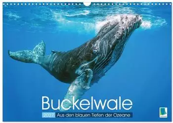 Calvendo Wandkalender 2027 &bdquo;Buckelwale: Aus den blauen Tiefen der Ozeane" DIN A3 quer
