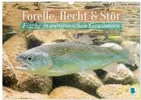 Forelle, Hecht und St&ouml;r: Fische in europ&auml;ischen Gew&auml;ssern (Wandkalender 2027 DIN