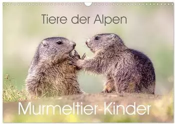 Calvendo Tiere der Alpen - Murmeltier-Kinder Wandkalender 2027 DIN A3 quer