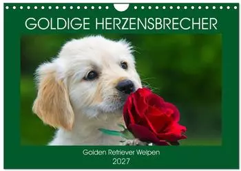 Calvendo Goldige Herzensbrecher &ndash; Golden Retriever Welpen, Wandkalender 2027 DIN A4 quer