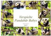 Pandab&auml;r Babys (Tischkalender 2027 DIN A5 quer), CALVENDO Monatskalender