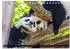 Calvendo Pandabär Babys Tischkalender 2027 DIN A5 quer