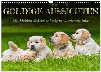 Calvendo Wandkalender 2027 &bdquo;Goldige Aussichten" Golden Retriever Welpen, DIN A3 quer