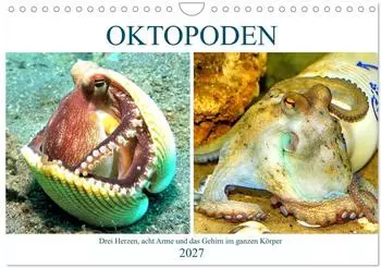 Calvendo Oktopoden. Drei Herzen, acht Arme und das Gehirn im ganzen K&ouml;rper &ndash; Wandkalender 2027 DIN A4 quer