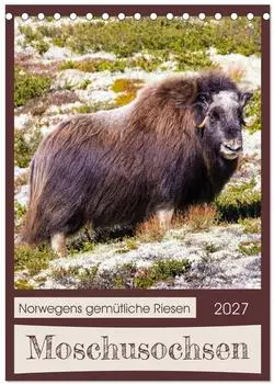 Calvendo Moschusochsen - Norwegens gem&uuml;tliche Riesen Tischkalender 2027 DIN A5 hoch
