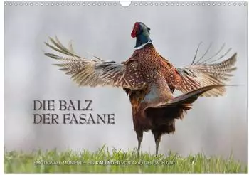 Calvendo Wandkalender 2027 &bdquo;Emotionale Momente: Die Balz der Fasane" DIN A3 quer (CH-Version)