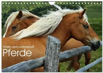 Calvendo Wandkalender 2027 &bdquo;Pferde - Hobby und Leidenschaft" DIN A4 quer