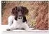 Calvendo Passion Jagdhund - Kleiner Münsterländer Tischkalender 2027 DIN A5 quer