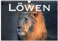 L&ouml;wen. Die K&ouml;nige Afrikas (Wandkalender 2027 DIN A4 quer), CALVENDO...