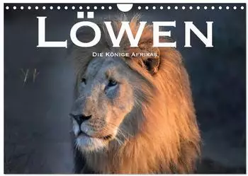 Calvendo L&ouml;wen. Die K&ouml;nige Afrikas &ndash; Wandkalender 2027, DIN A4 quer
