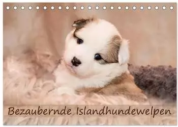 Calvendo Bezaubernde Islandhundewelpen Tischkalender 2027 DIN A5 quer