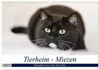 Tierheim - Miezen (Wandkalender 2027 DIN A3 quer), CALVENDO Monatskalender