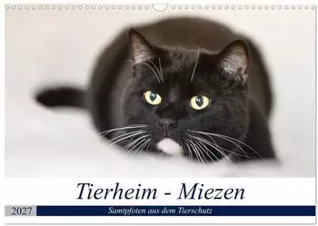 Calvendo Tierheim - Miezen Wandkalender 2027 DIN A3 quer