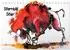 Calvendo Sternbild Stier Tischkalender 2027 DIN A5 quer