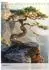 Calvendo Tischkalender 2027 „Die stille Kraft des Bonsai