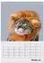 Calvendo Crazy Catz Tischkalender 2027 DIN A5 hoch