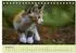 Calvendo Junge Katzen im Wald Tischkalender 2027 DIN A5 quer