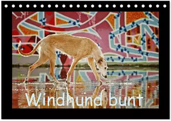 Calvendo Windhund bunt Tischkalender 2027 DIN A5 quer
