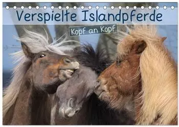 Calvendo Tischkalender 2027 &bdquo;Verspielte Islandpferde Kopf an Kopf" DIN A5 quer