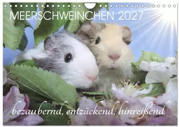 Calvendo Meerschweinchen 2027 &ndash; bezaubernd, hinrei&szlig;end, entz&uuml;ckend Wandkalender DIN A4 quer