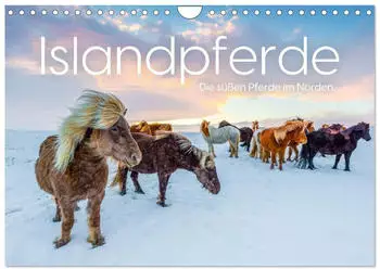 Calvendo Islandpferde – Die süßen Pferde im Norden Wandkalender 2027 DIN A4 quer