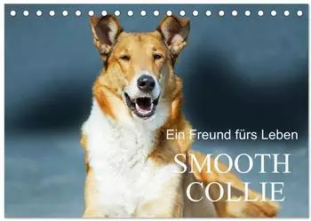 Calvendo &bdquo;Ein Freund f&uuml;rs Leben &ndash; Smooth Collie" Tischkalender 2027 DIN A5 quer