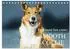 Calvendo „Ein Freund fürs Leben – Smooth Collie