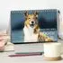 Calvendo „Ein Freund fürs Leben – Smooth Collie