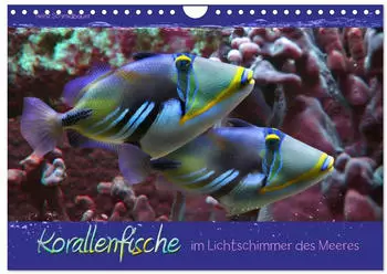 Calvendo Korallenfische im Lichtschimmer des Meeres, Wandkalender 2027 DIN A4 quer