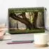 Calvendo Waldbaden – Shinrin Yoku Tischkalender 2027 DIN A5 quer