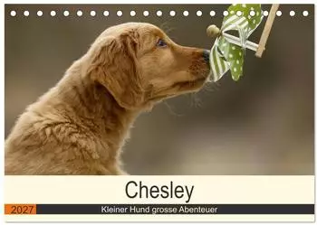 Calvendo Chesley Kleiner Hund große Abenteuer Tischkalender 2027 DIN A5 quer